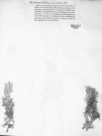Cladonia portentosa image